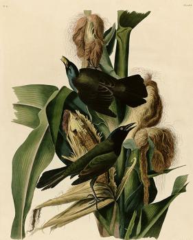 Purple grakle or common crow blackbird